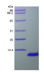 SDS-PAGE CCL1-605H.jpg